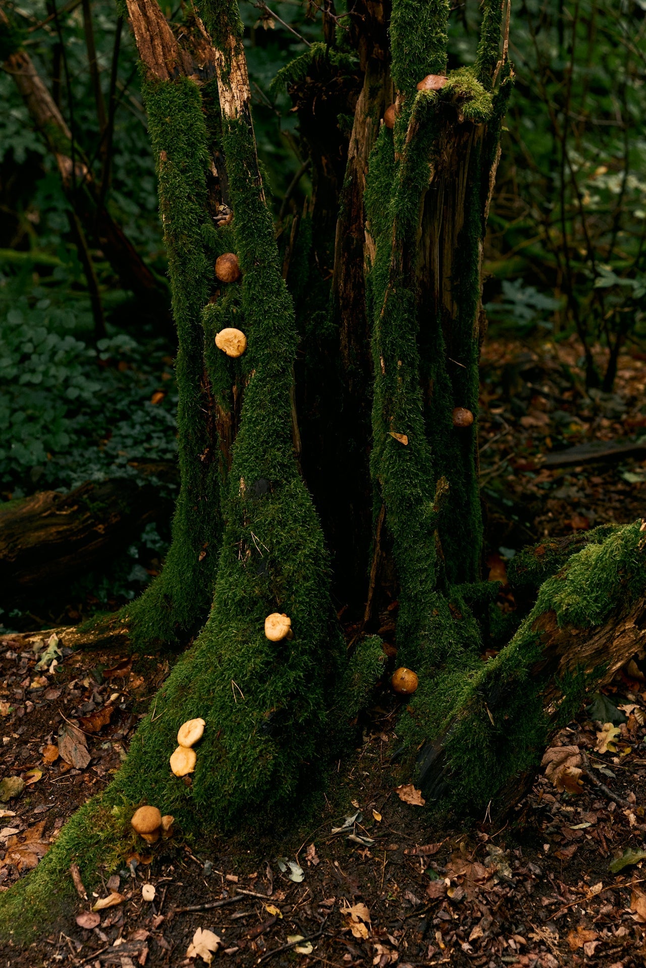Mushrooms