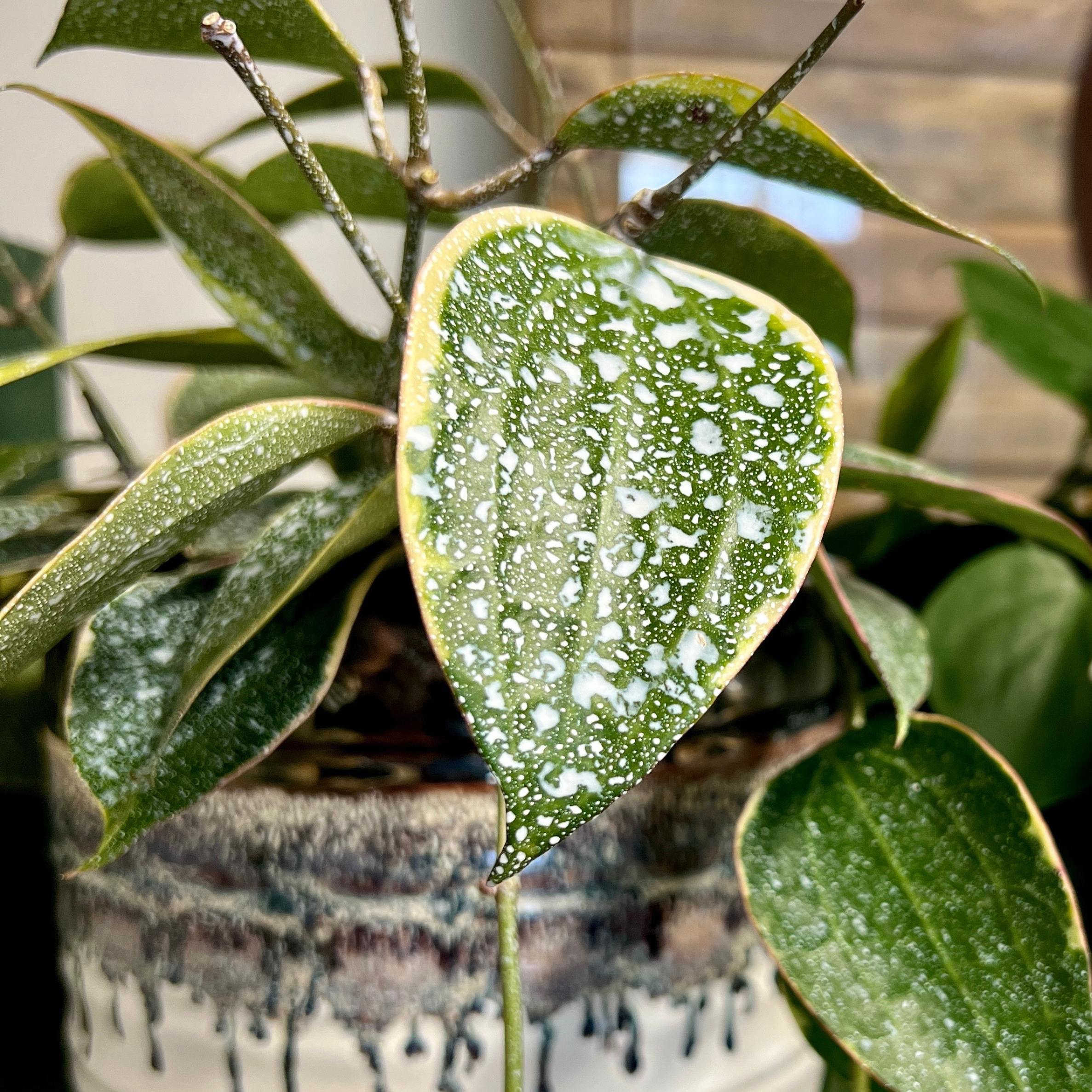 Plant Perfection by Elm Dirt