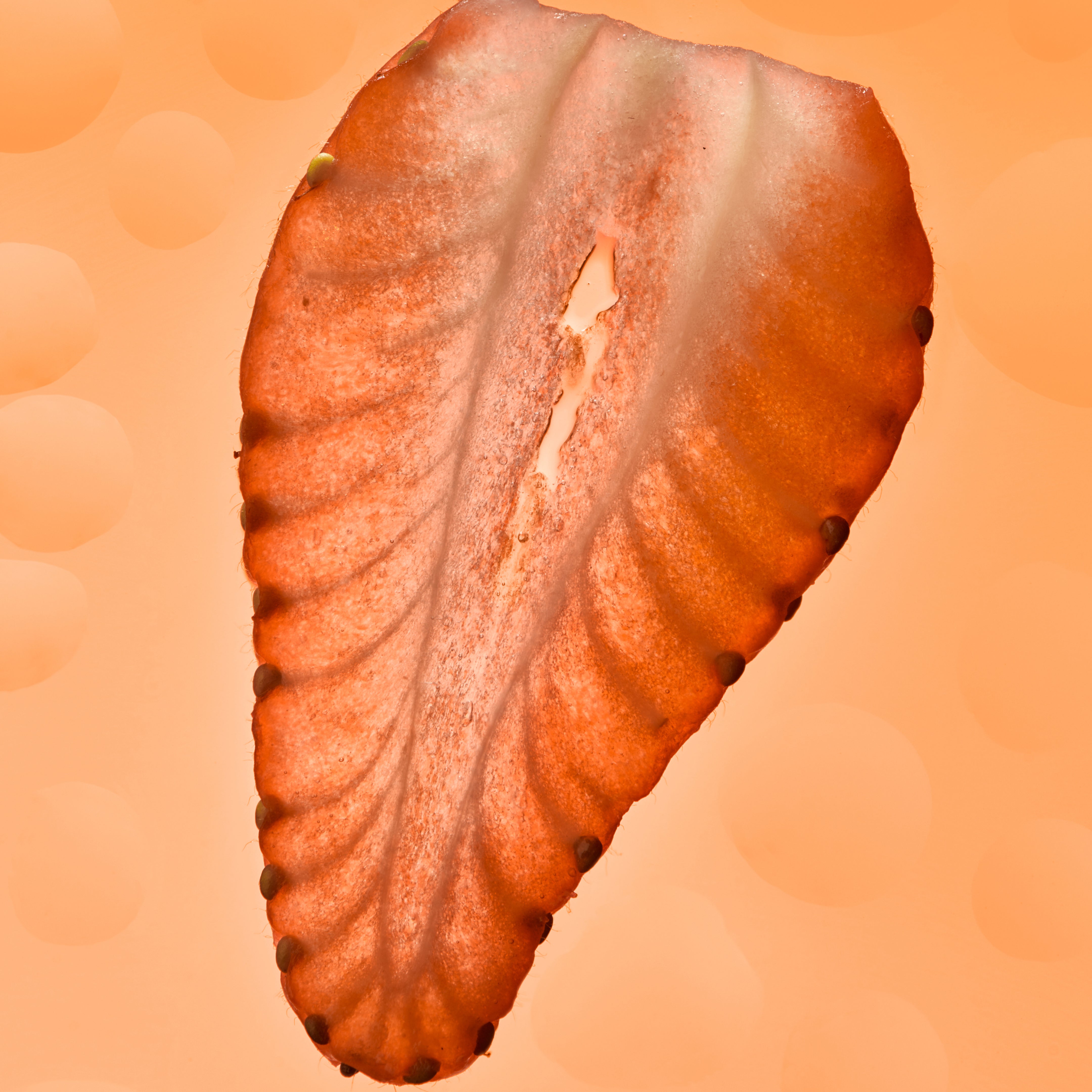 Brain Boost Gummies - The Flavor Sampler 🍓 by Mojo | Mushroom Dosed Gummies