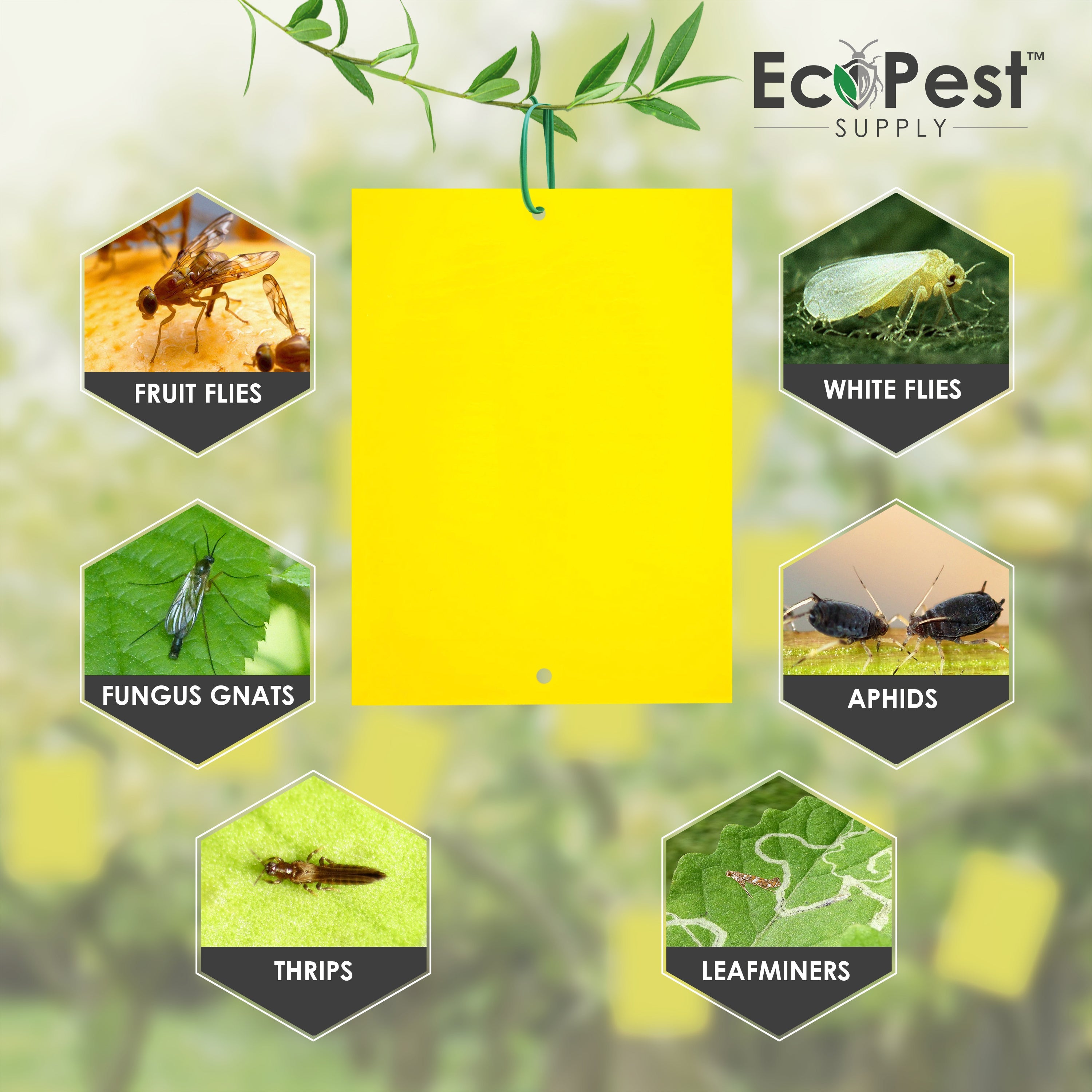 Extra-Wide Sticky Fly Traps (Yellow) — 20 Pack by EcoPest Supply