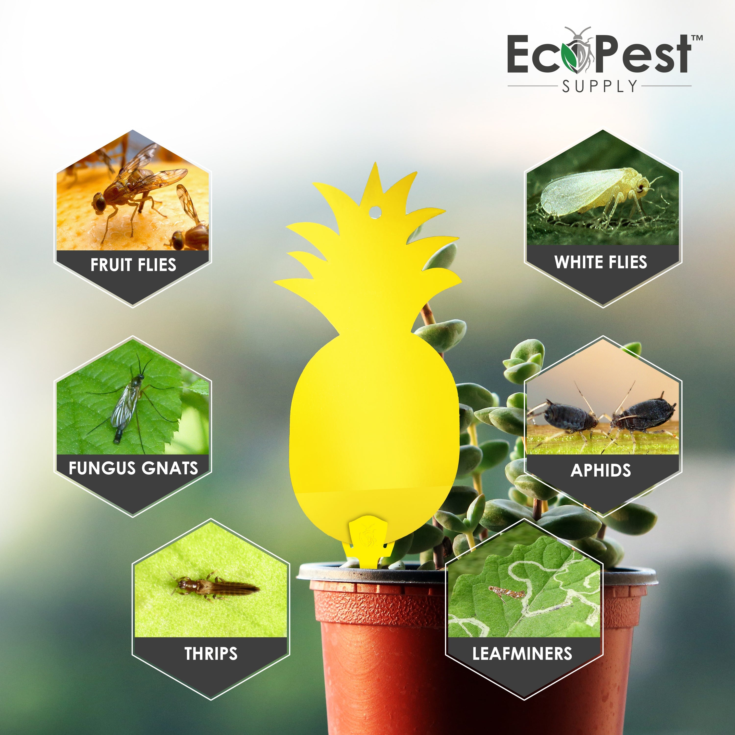Sticky Fly Traps (Yellow) — 25 Pack by EcoPest Supply