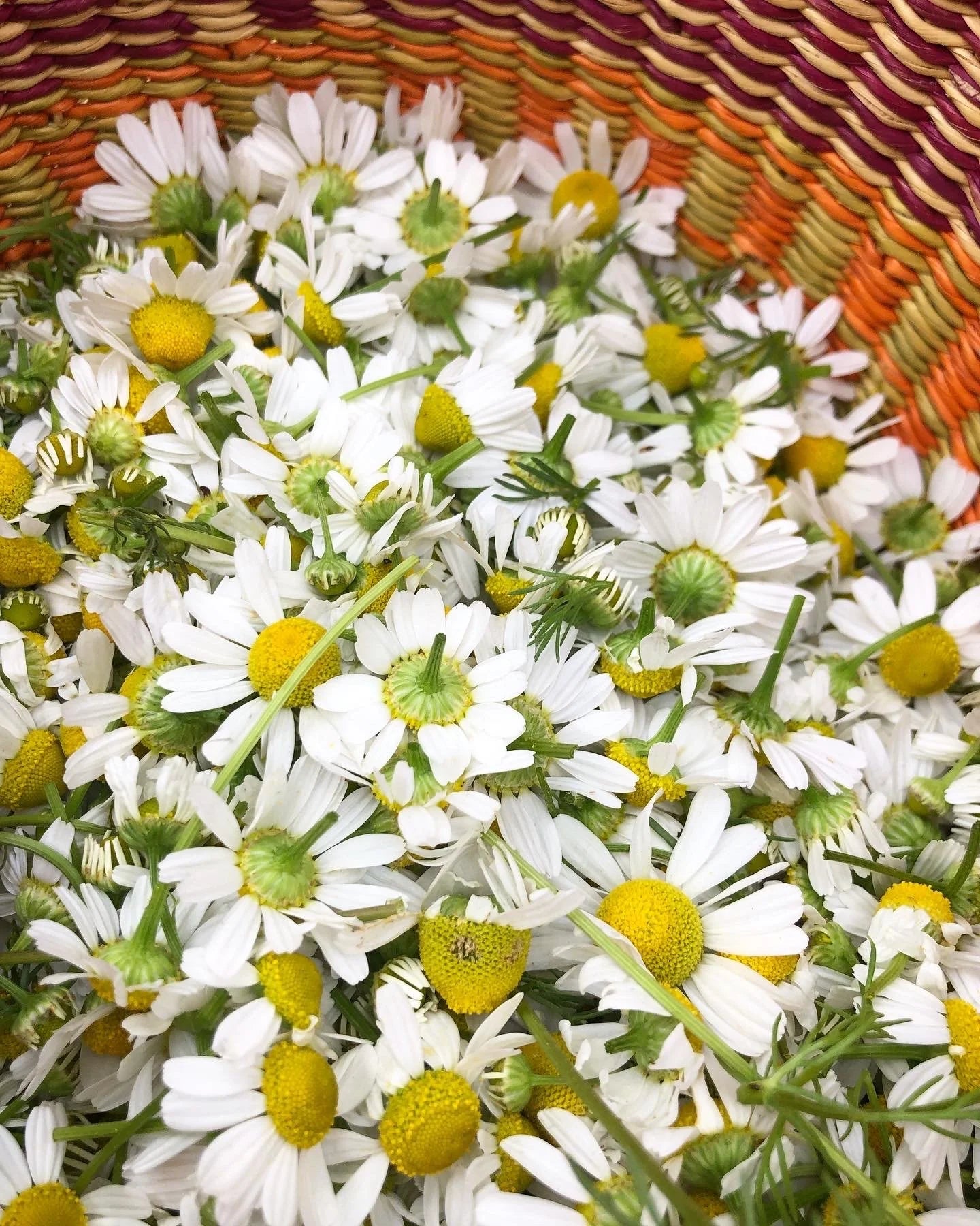 Bitter Love Tincture