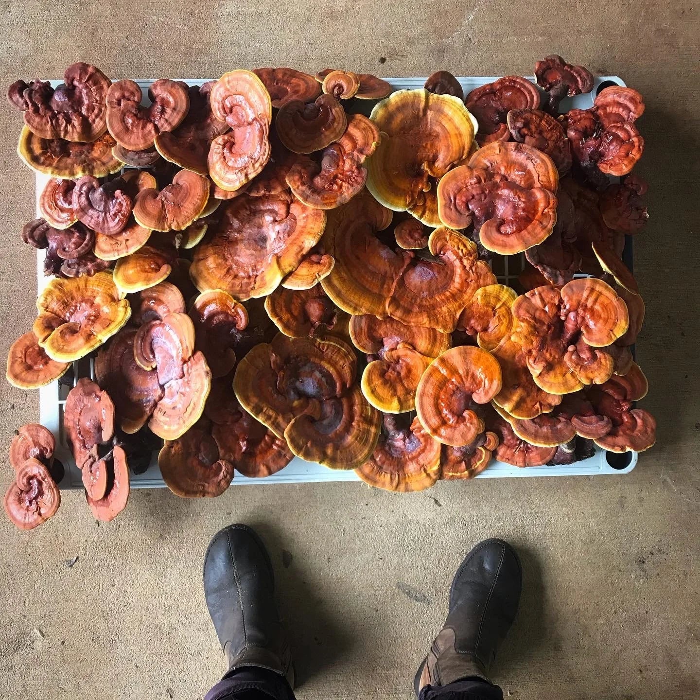 Allergy Tonic Tincture