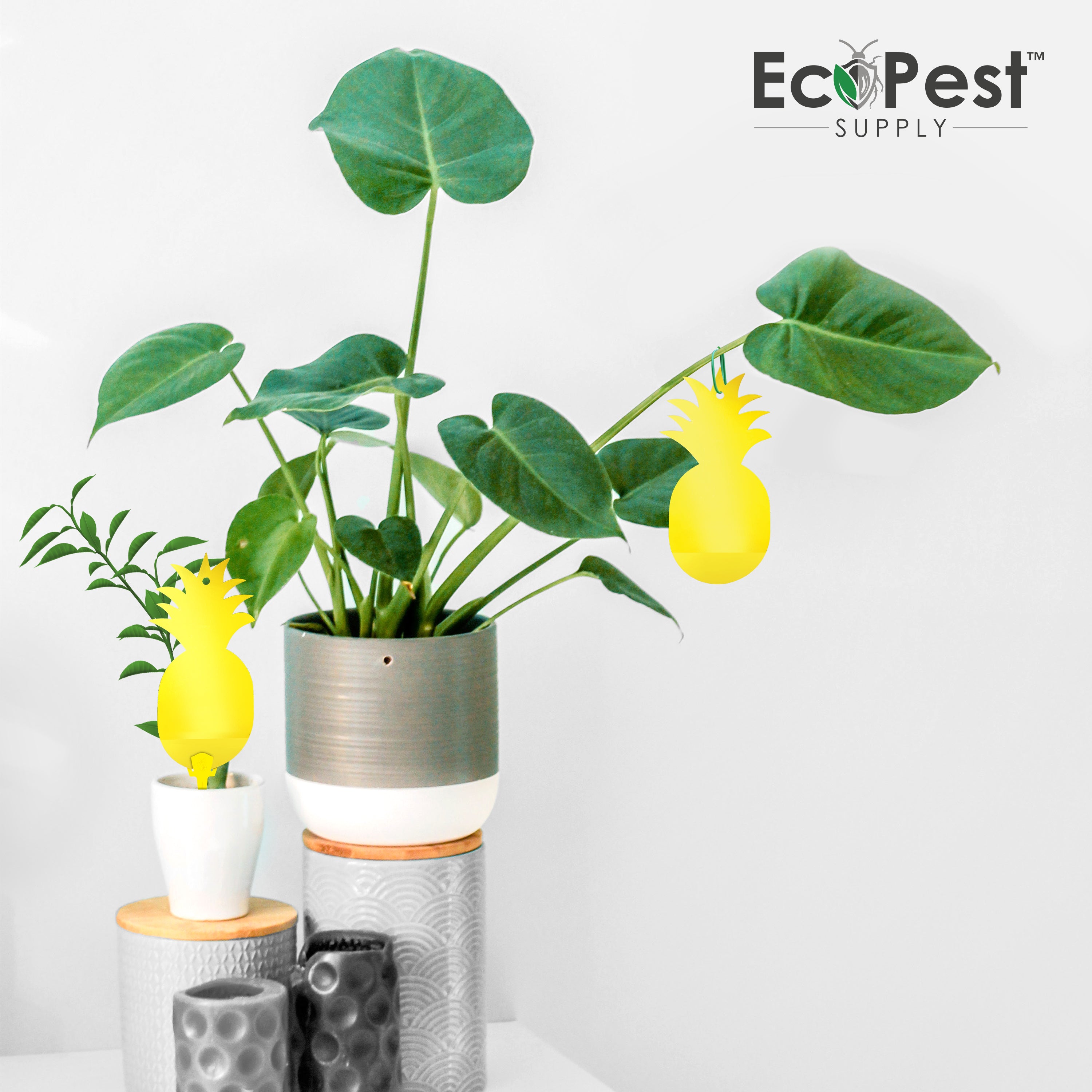 Sticky Fly Traps (Yellow) — 25 Pack by EcoPest Supply