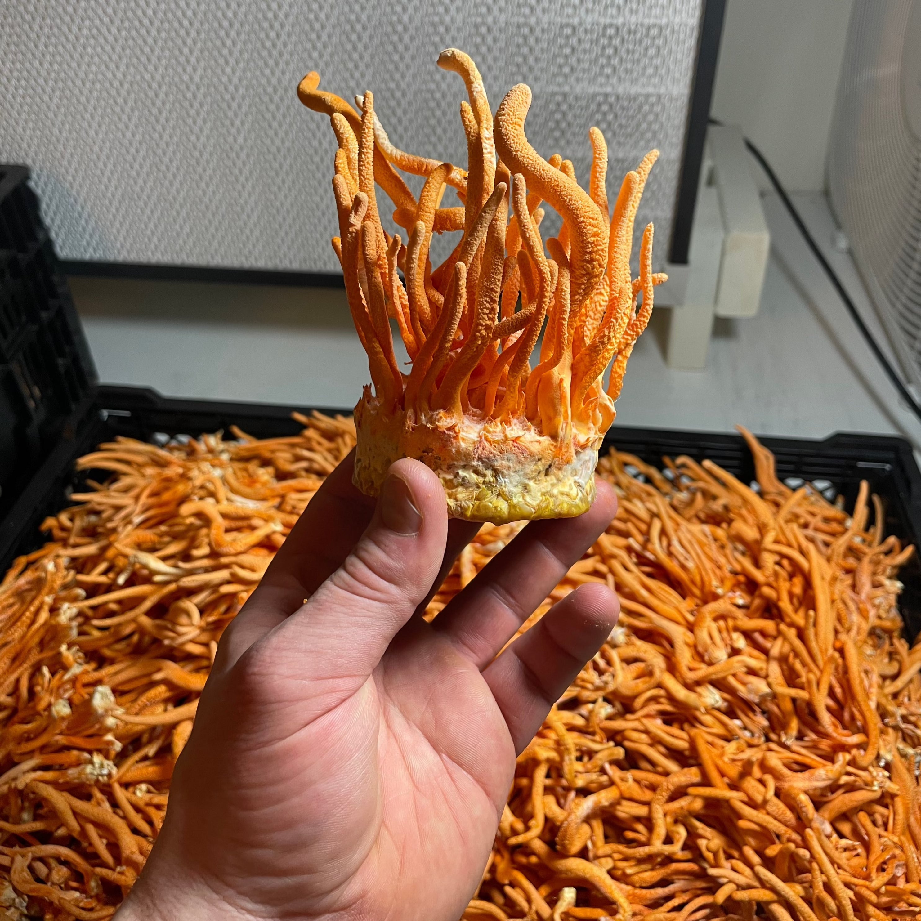 Lion's Mane + Cordyceps Dual Extract Tincture by Hodgins Harvest