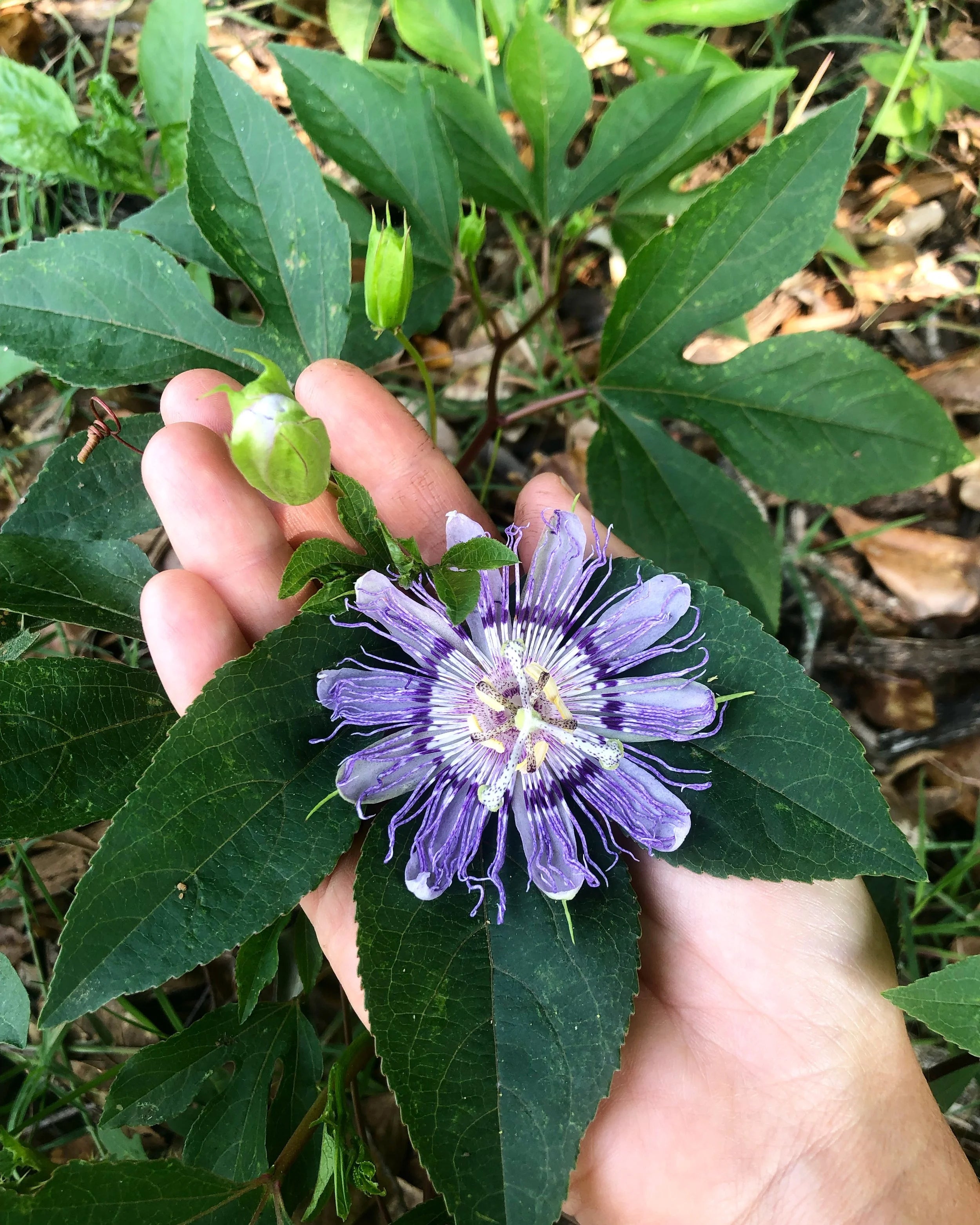passionflower tincture
