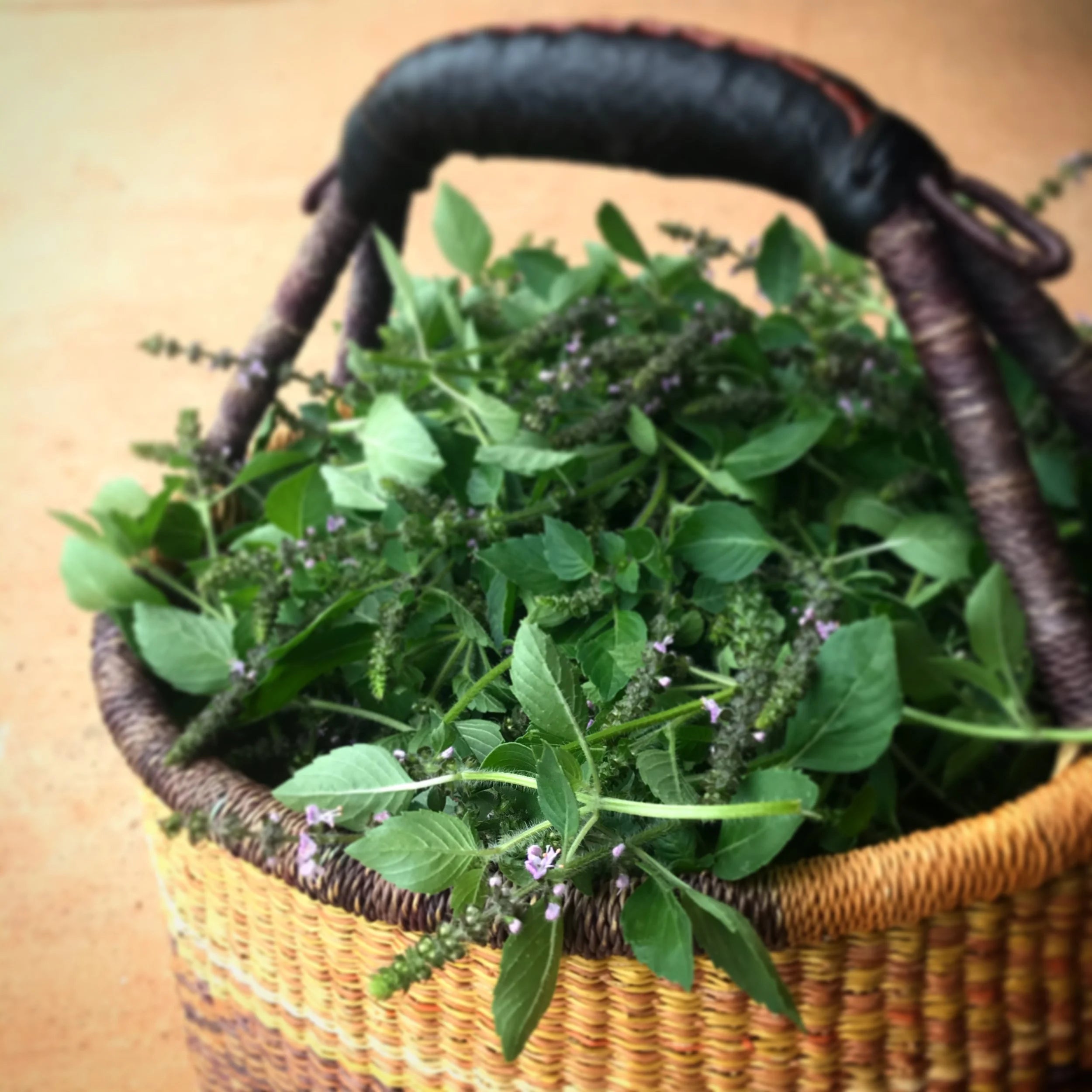 Brain Boost Tincture