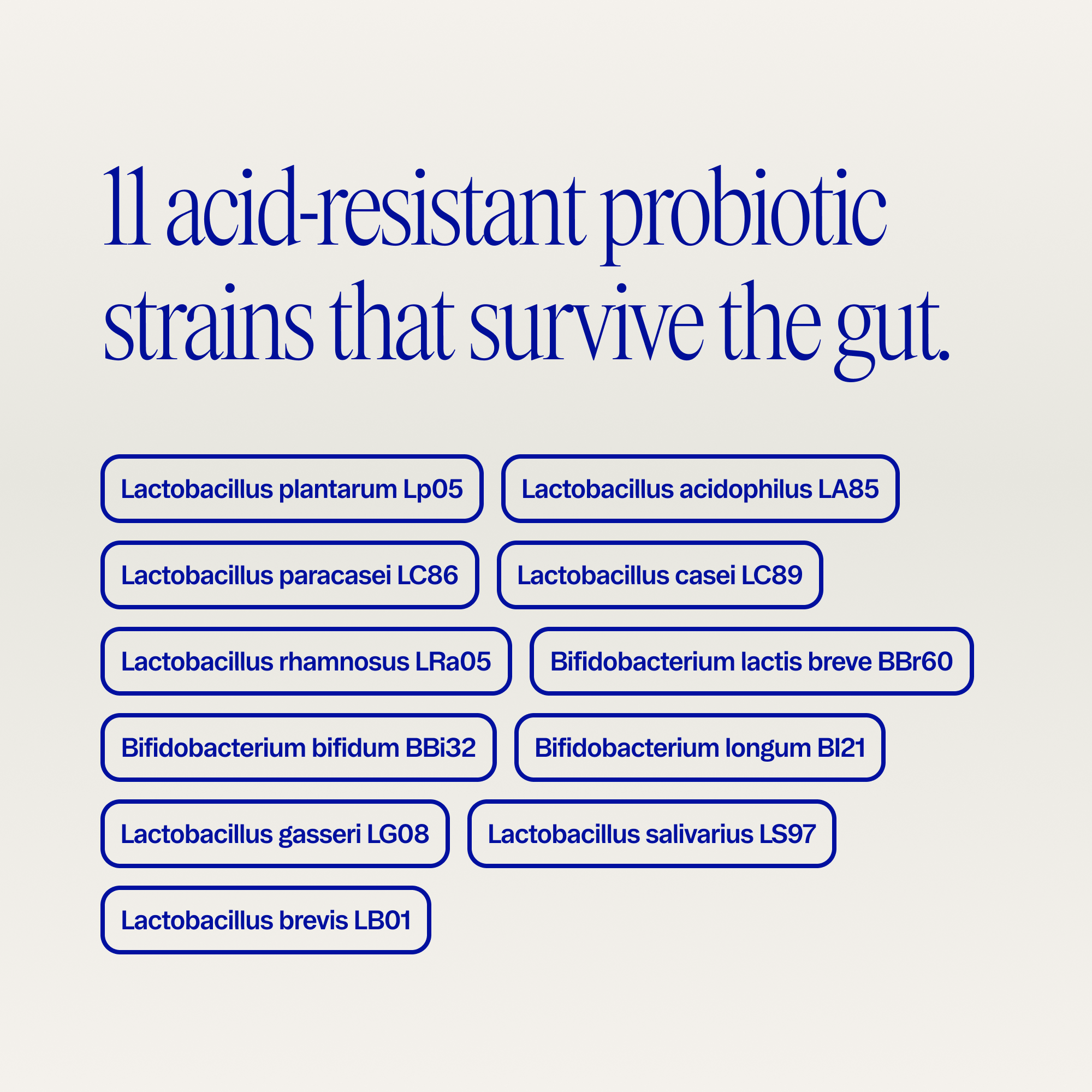 High Potency Probiotic