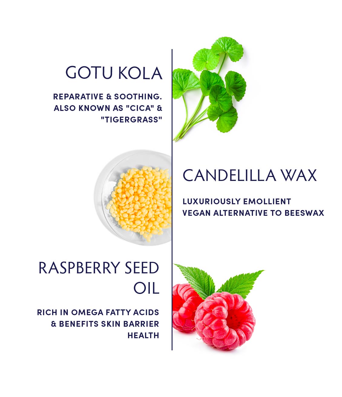 Gotu Kola Intense Repair Balm by Naturopathica