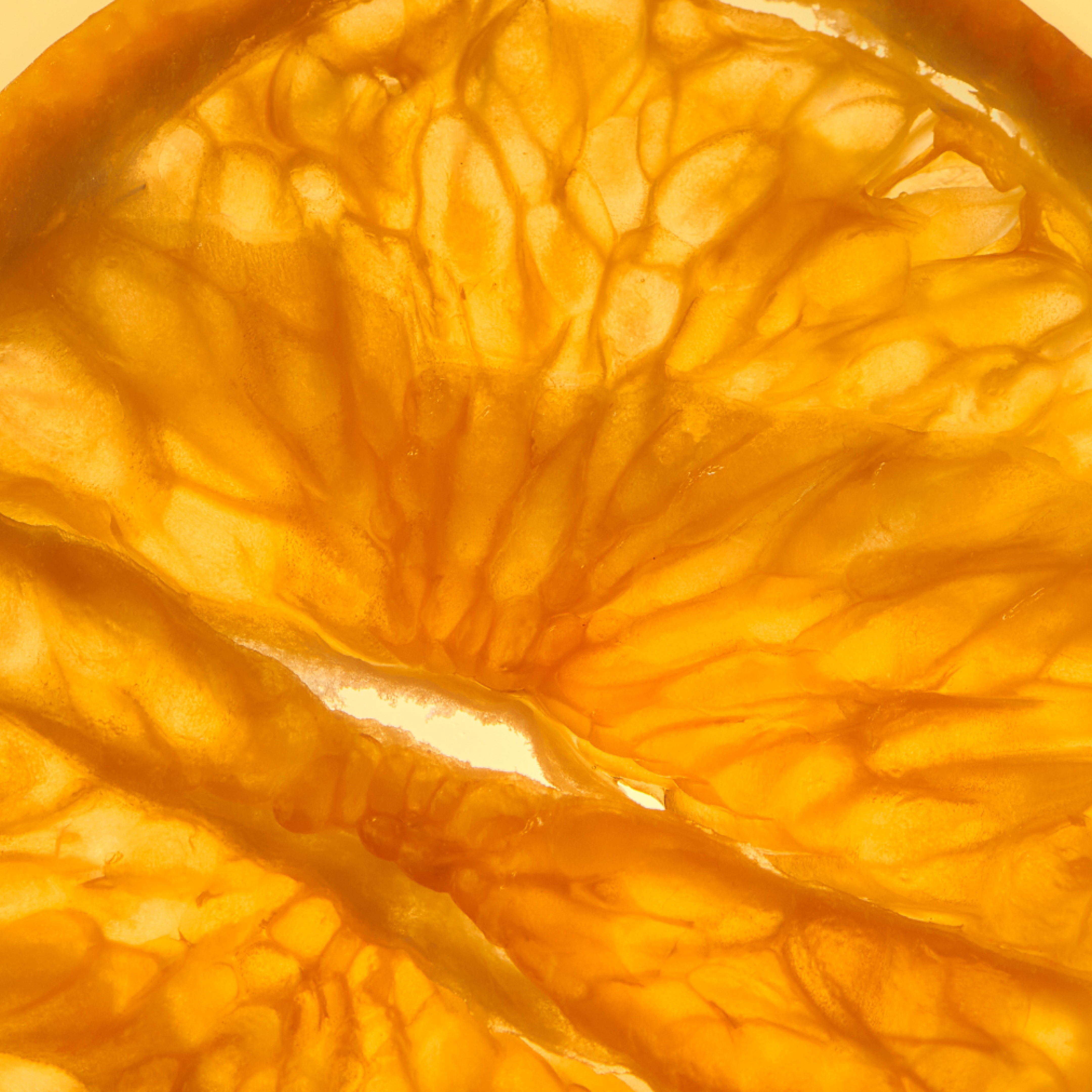 Brain Boost Gummies - The Flavor Sampler 🍓 by Mojo | Mushroom Dosed Gummies