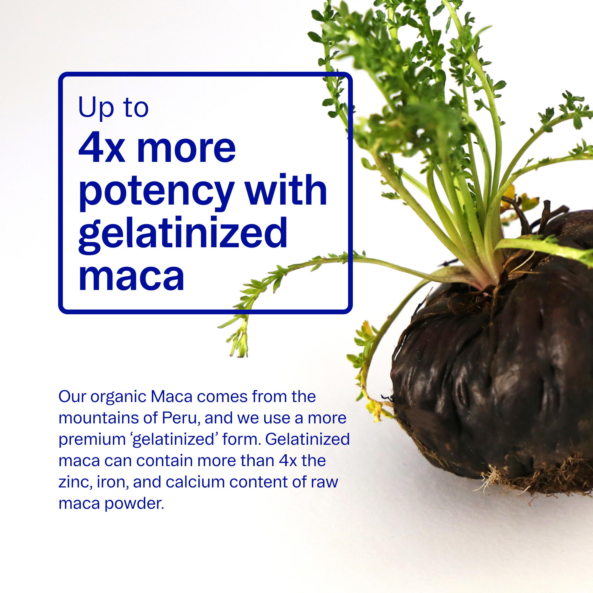 Hormonal Balance & Support Capsules