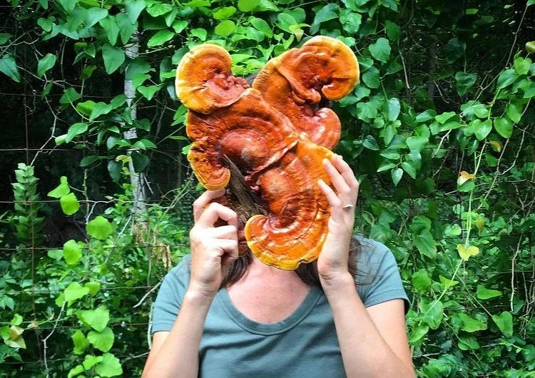 Reishi Tincture by Heartsong Herbs