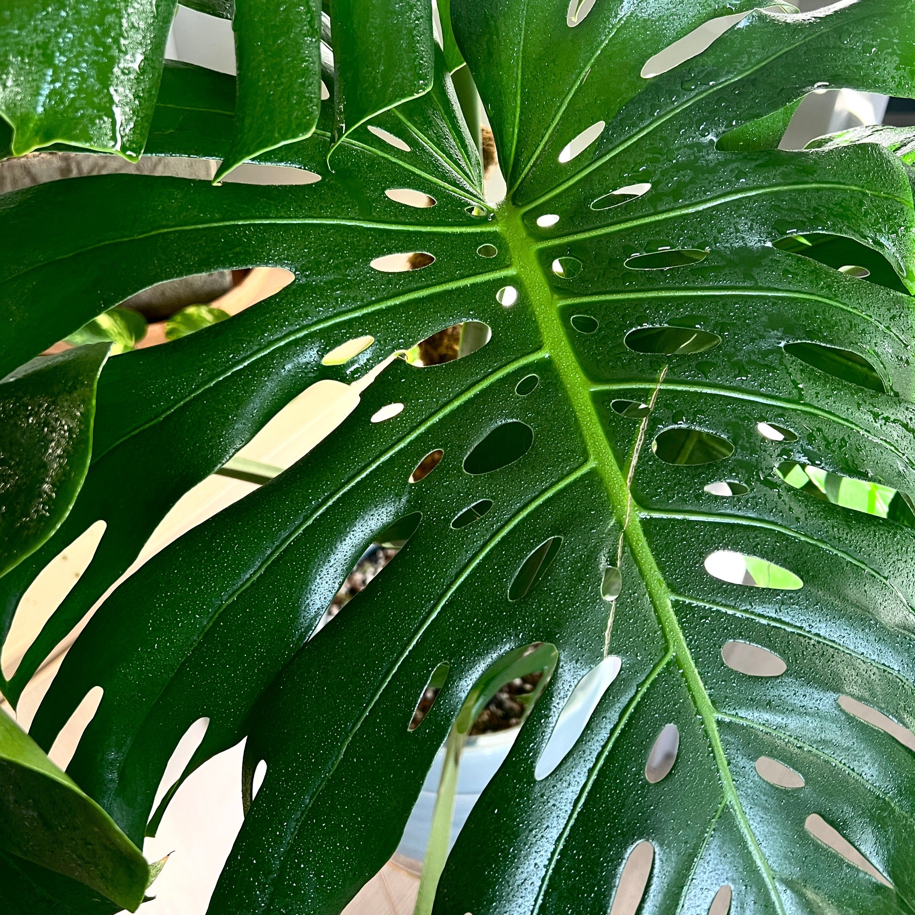 Plant Perfection by Elm Dirt