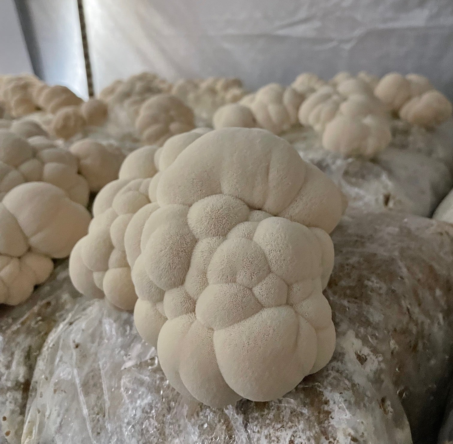 Lion's Mane + Reishi Dual Extract Tincture by Hodgins Harvest