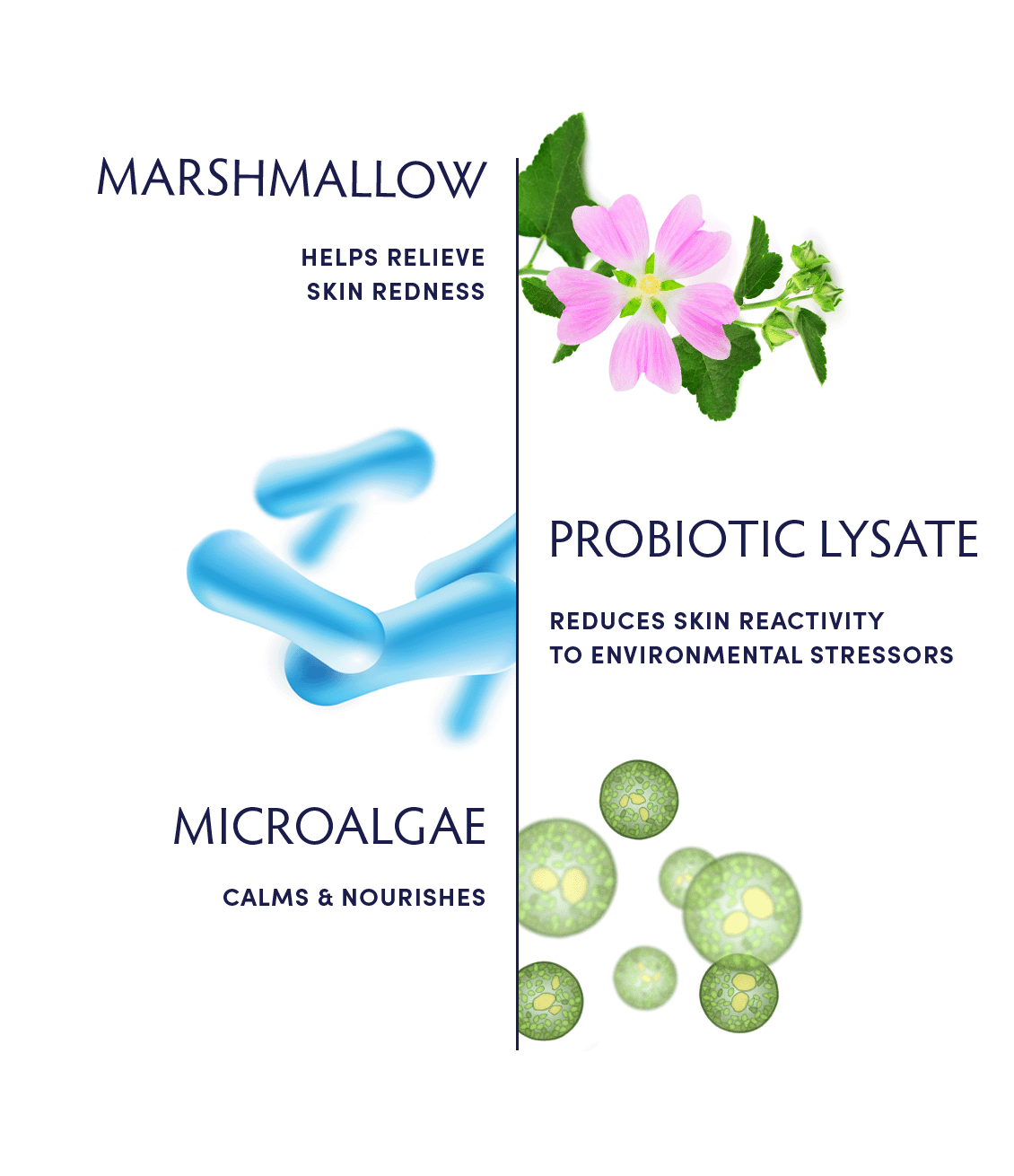 Marshmallow & Probiotic Sensitivity Soothing Cream Cleanser by Naturopathica