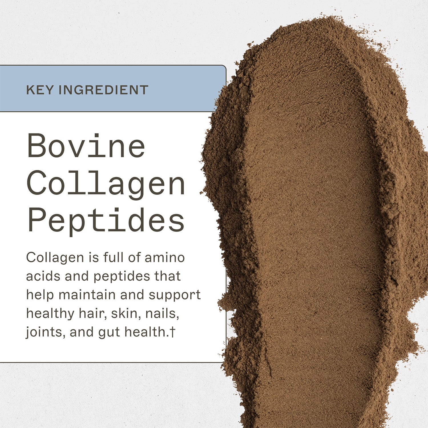 Paleo Protein Powder - Double Chocolate by Amy Myers MD