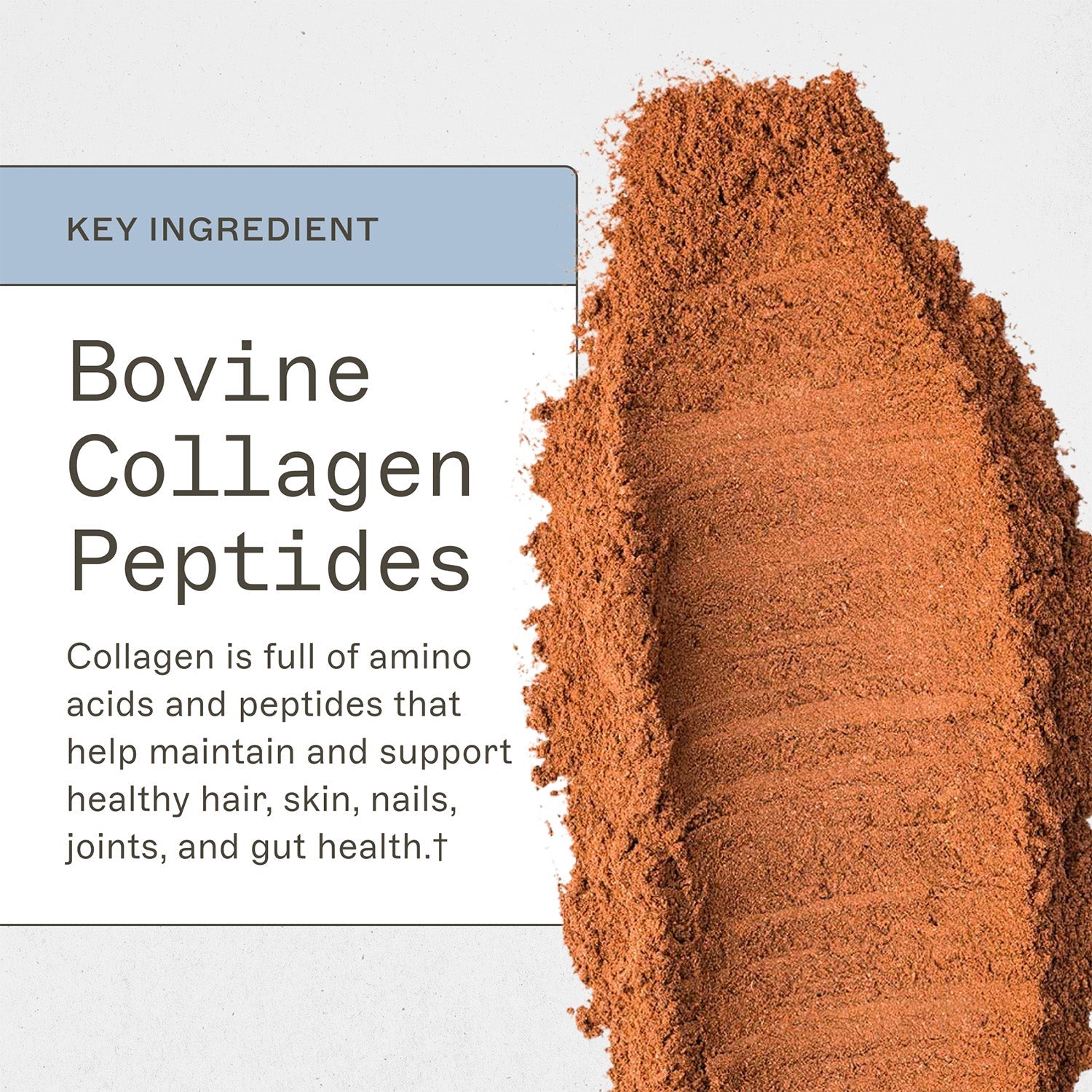 Paleo Protein - Mocha Latte by Amy Myers MD