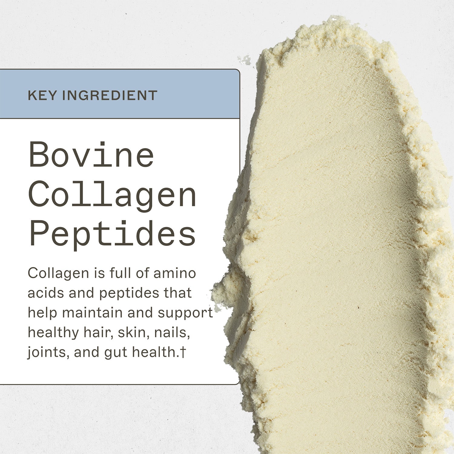 Paleo Protein Powder - Vanilla Bean by Amy Myers MD