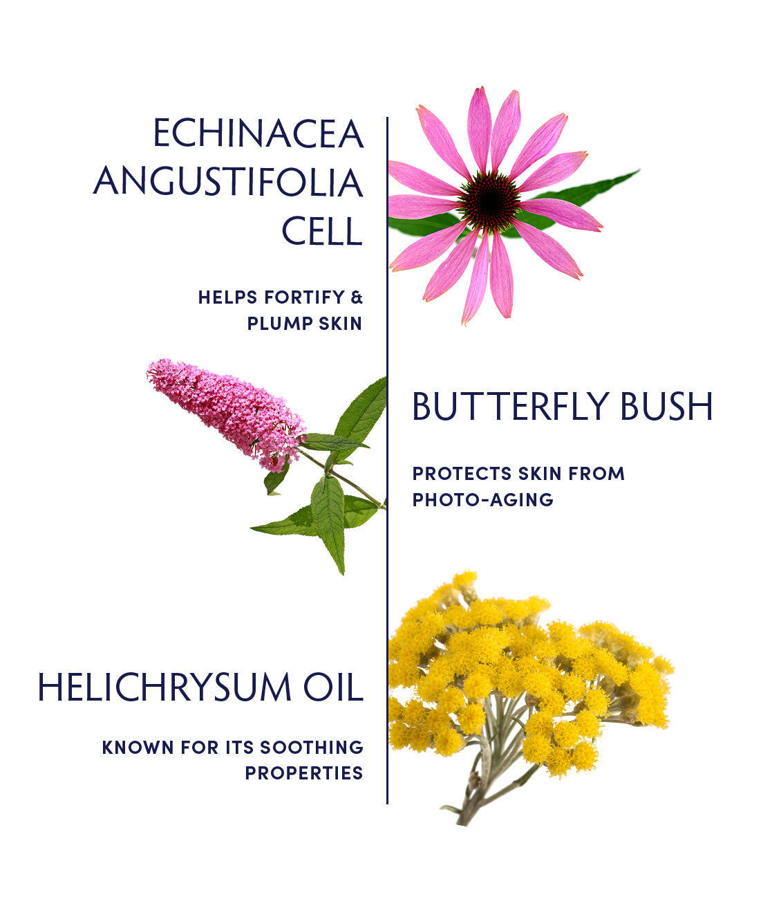 Plant Cell Booster Serum by Naturopathica