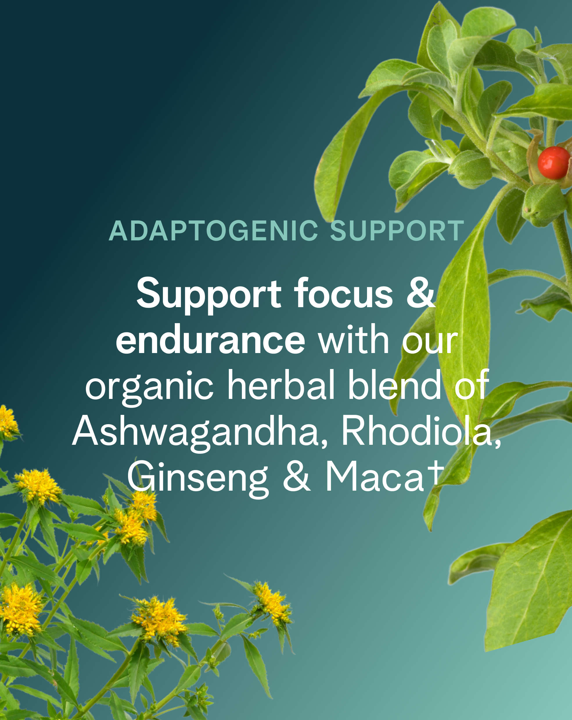 Performance Pre-workout