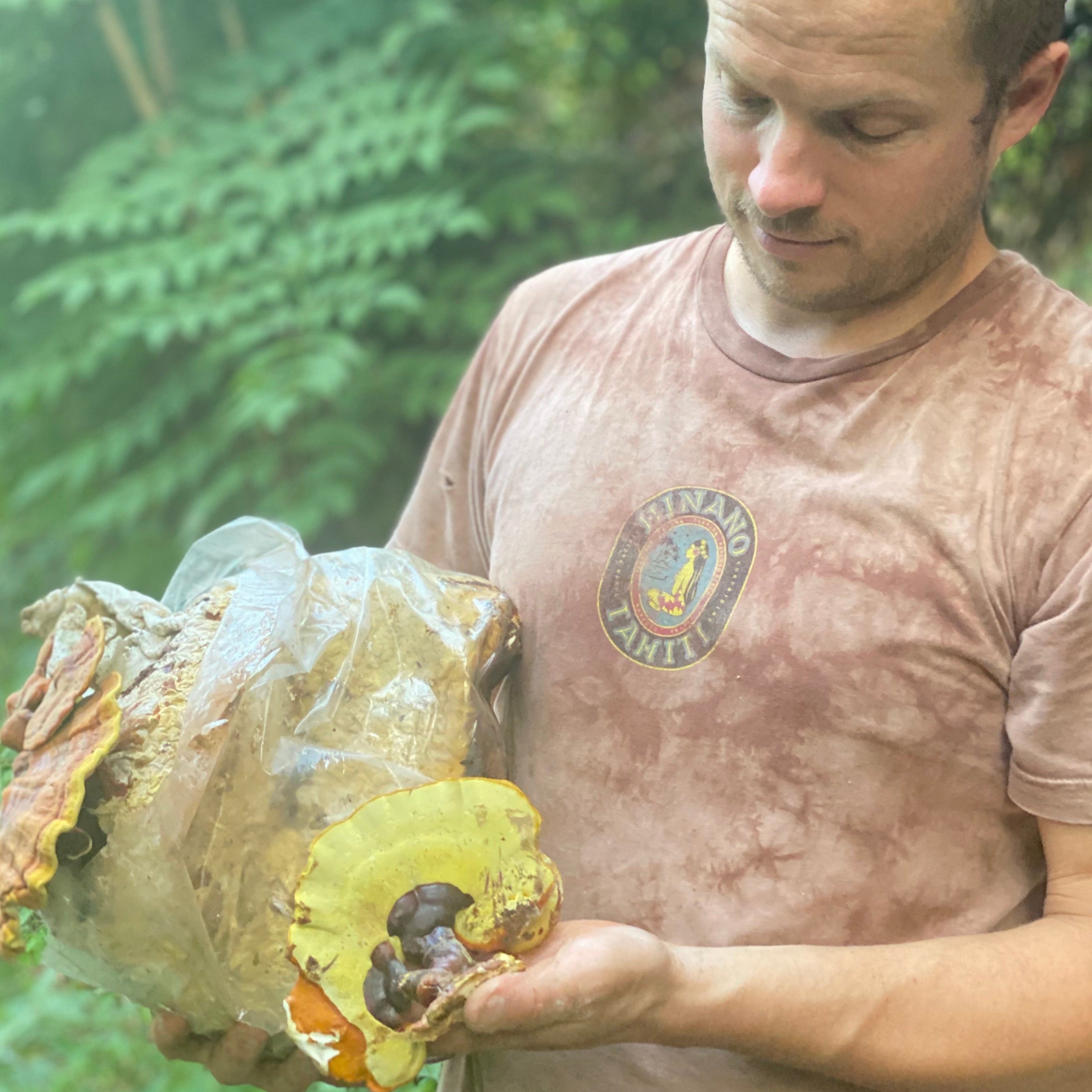 Lion's Mane + Reishi Dual Extract Tincture by Hodgins Harvest