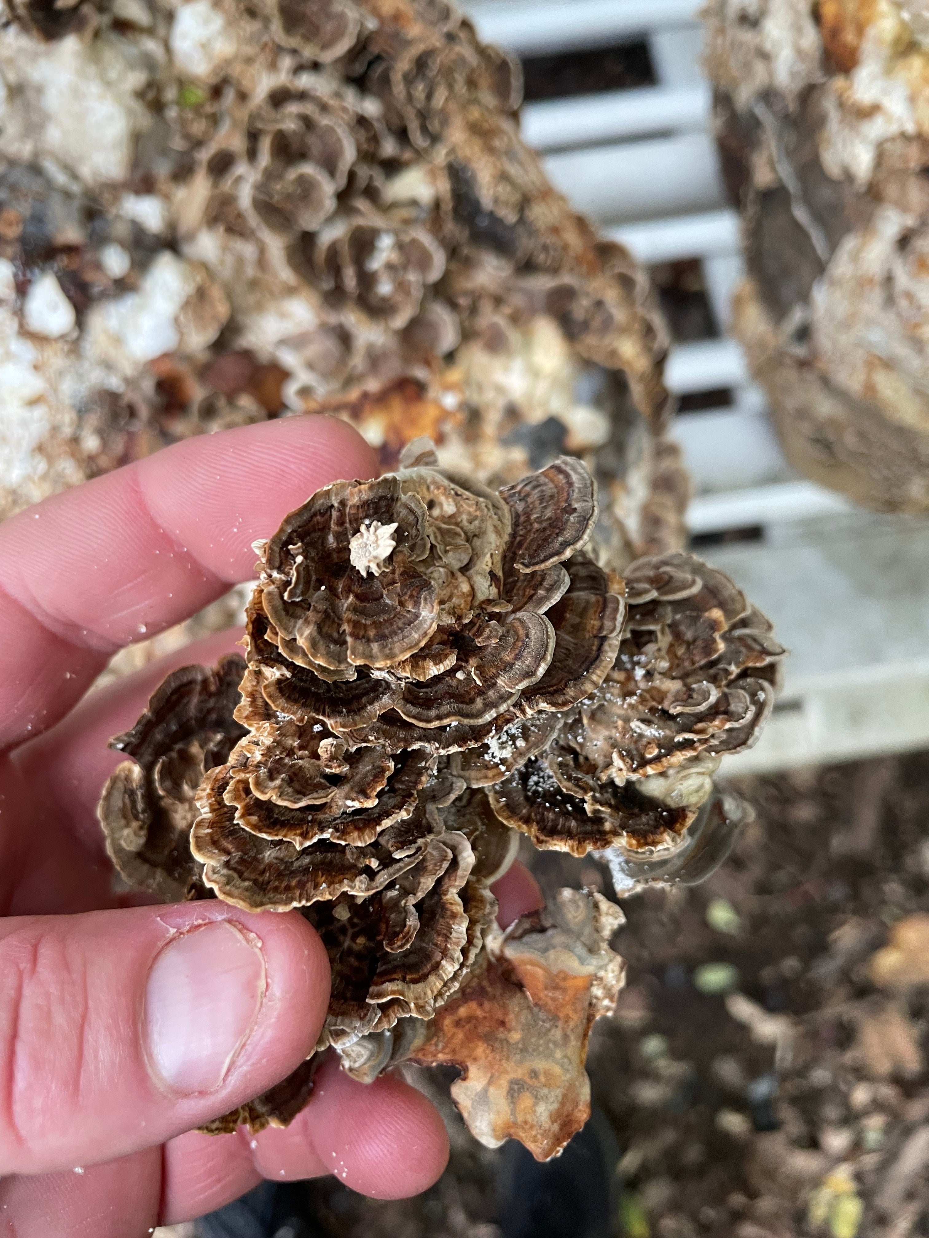 Turkey Tail Dual Extract Tincture by Hodgins Harvest