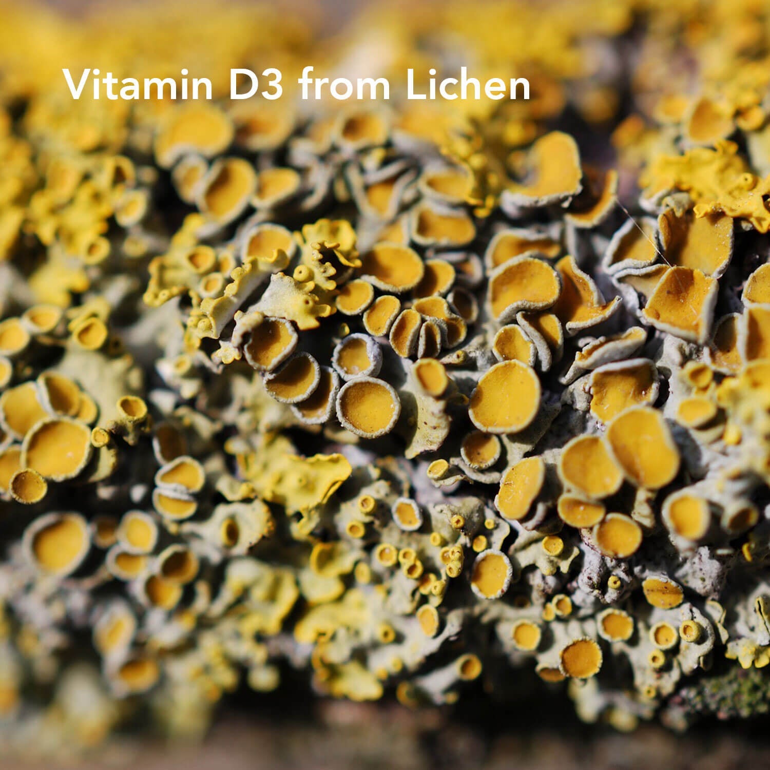 Plant-based Vitamin D Tablets