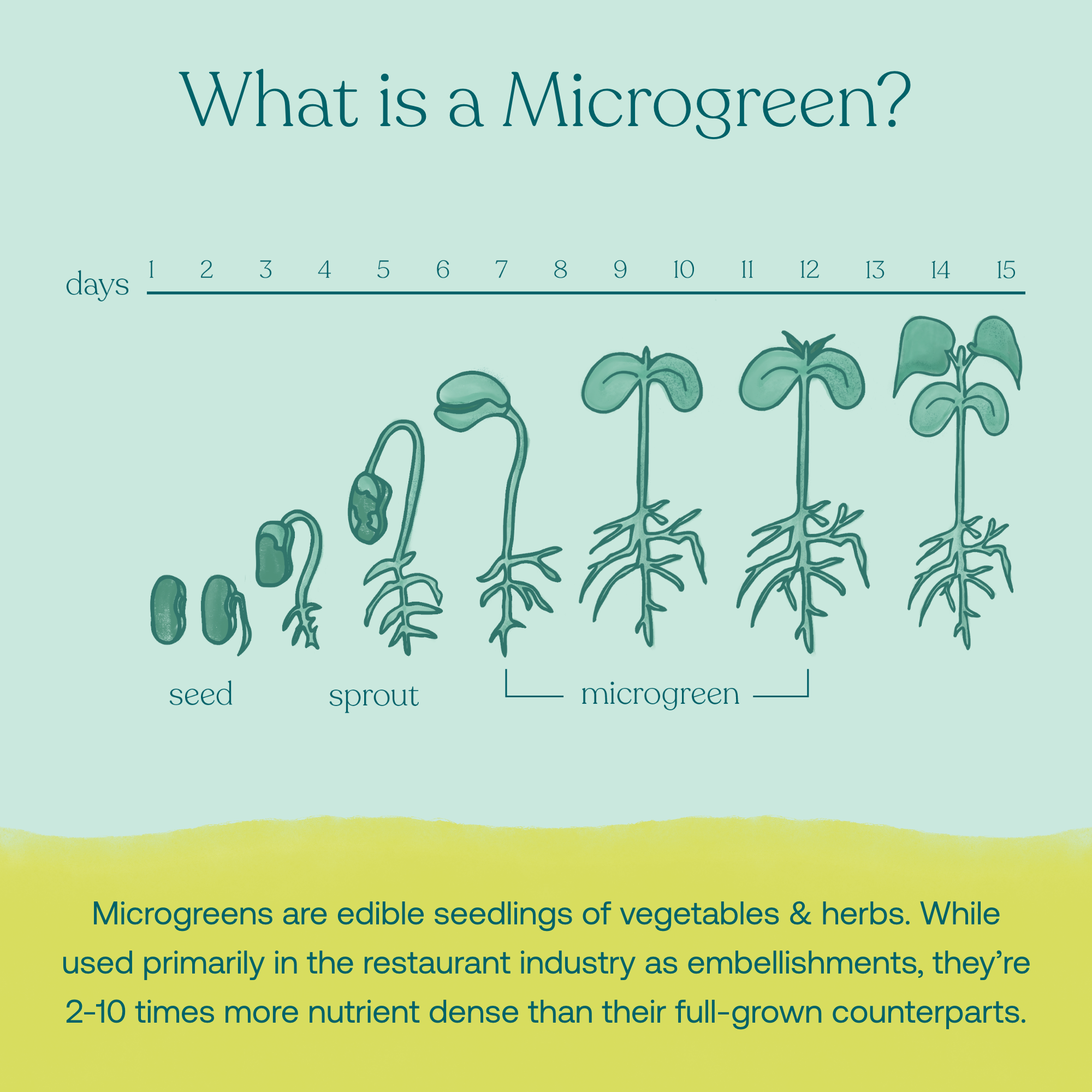 Broccoli Microgreens