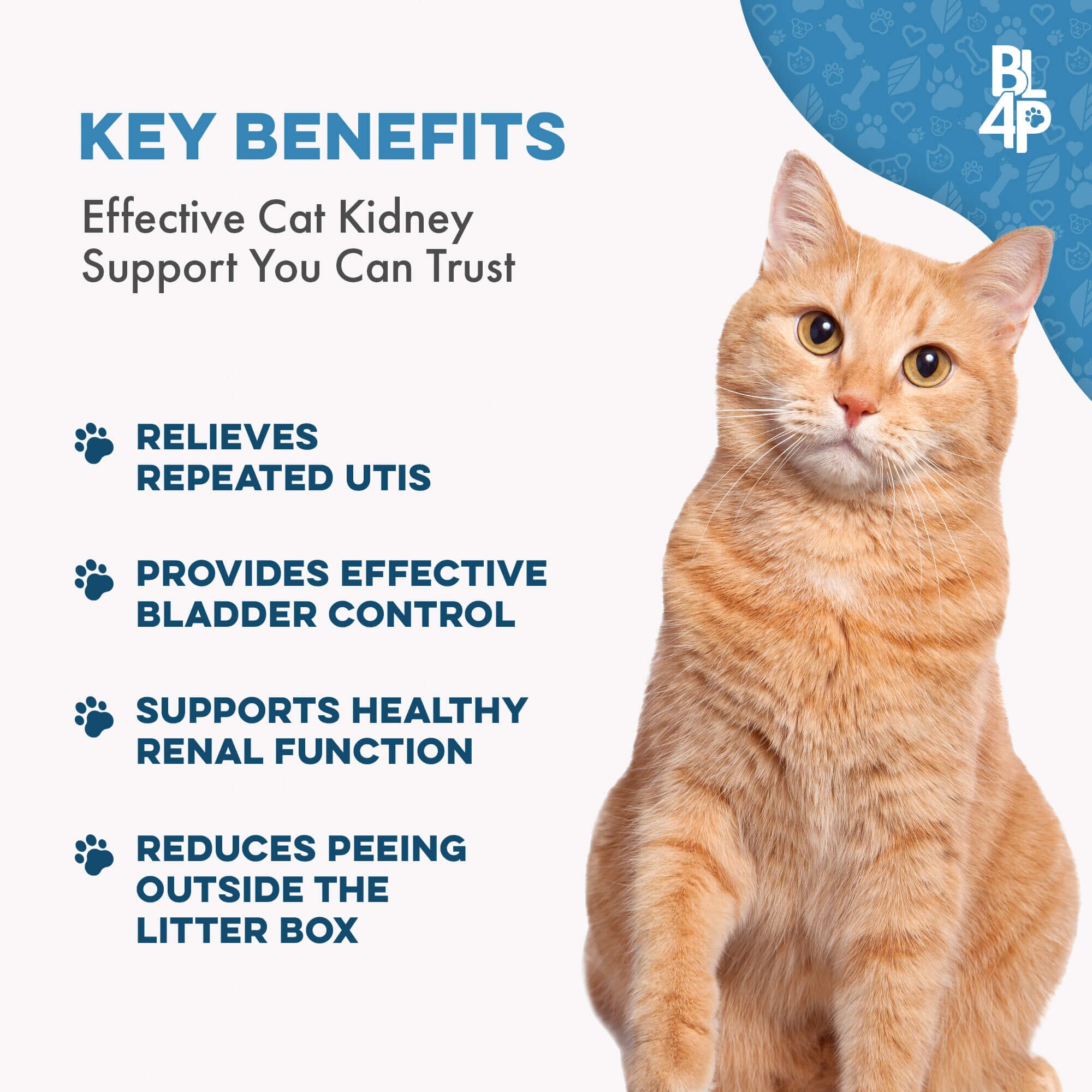 Natural Cat UTI & Kidney Remedy - Reduces Infections and Supports Optimal Bladder Function by BestLife4Pets