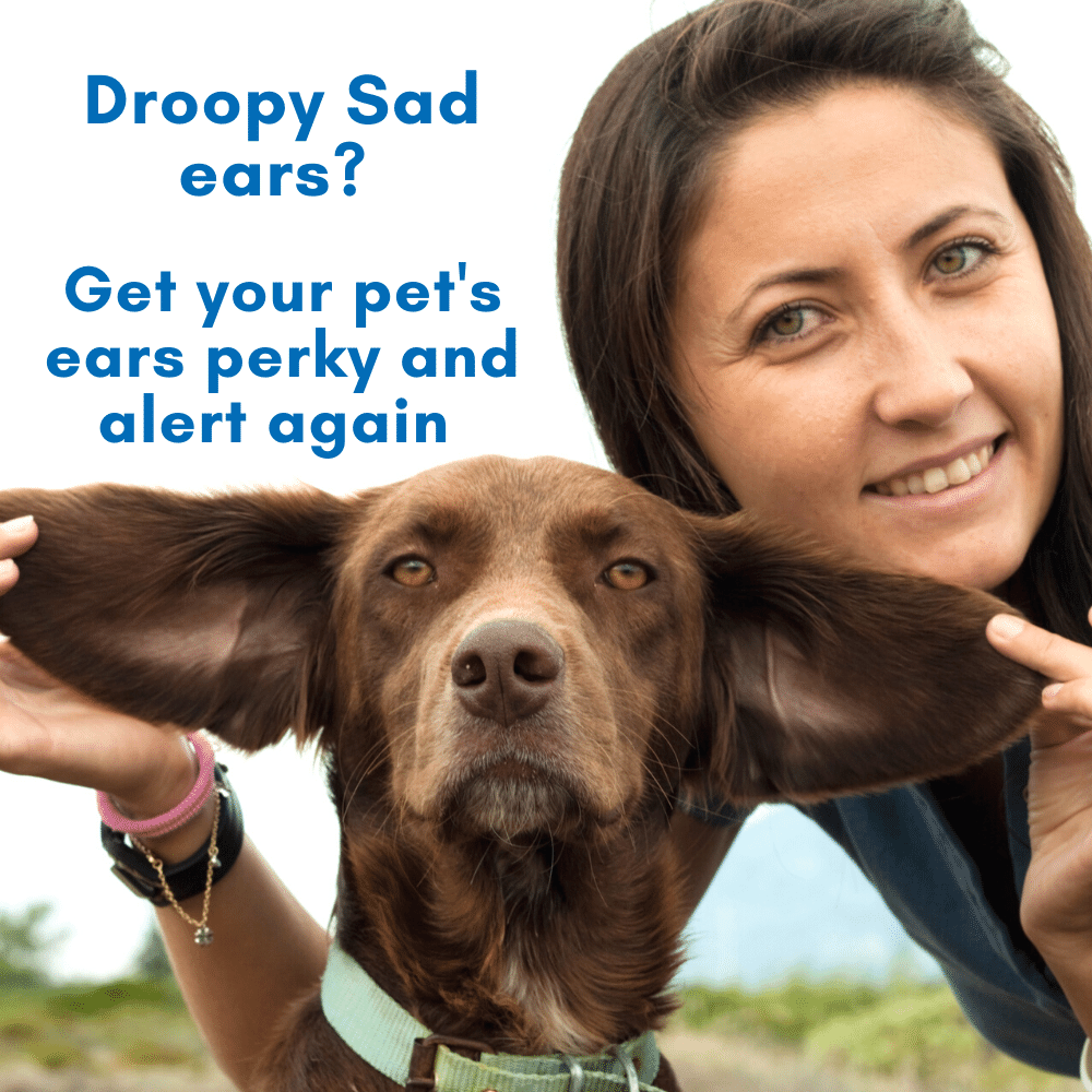 Ear Infection & Itch Relief for Dogs and Cats by BestLife4Pets