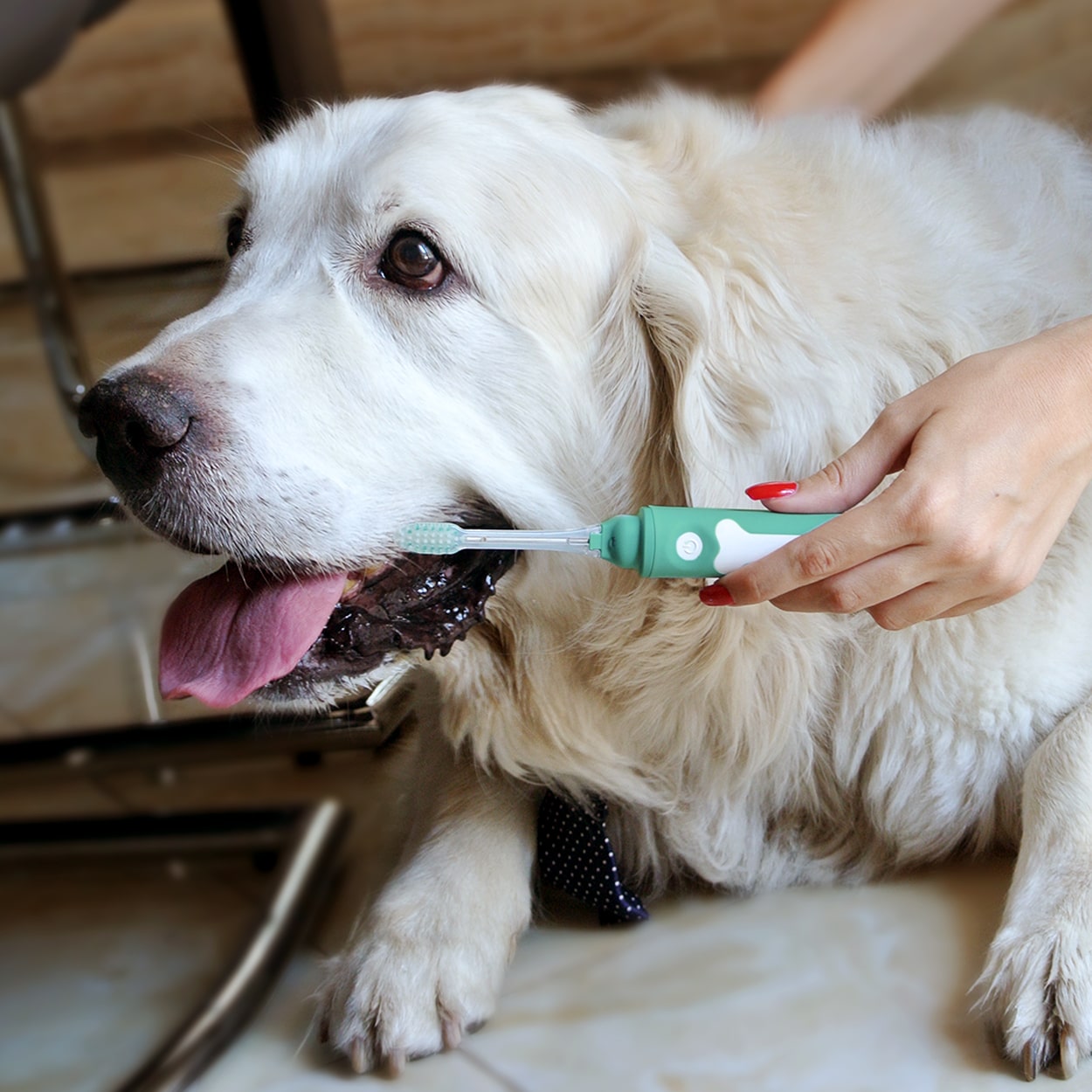 Petsie Dog Toothbrush by Better & Better