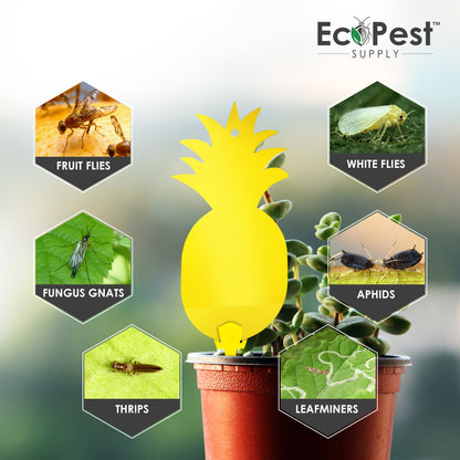 Sticky Fly Traps (Yellow) — 25 Pack by EcoPest Supply