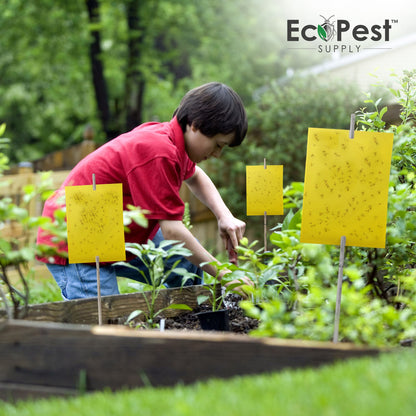 Extra-Wide Sticky Fly Traps (Yellow) — 40 Pack by EcoPest Supply