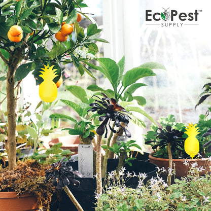Sticky Fly Traps (Yellow) — 25 Pack by EcoPest Supply
