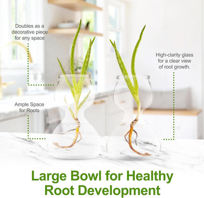 Plant Propagation Stations - Clear Glass Bud Vases (Set of 2)