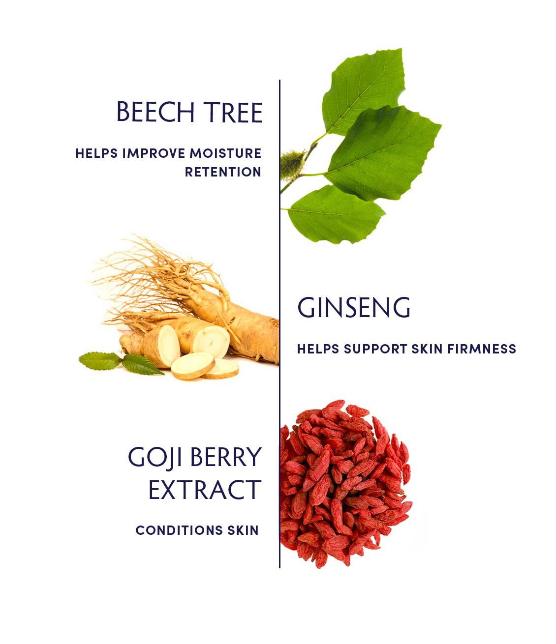 Beech Tree & Ginseng Replenishing Moisturizer by Naturopathica