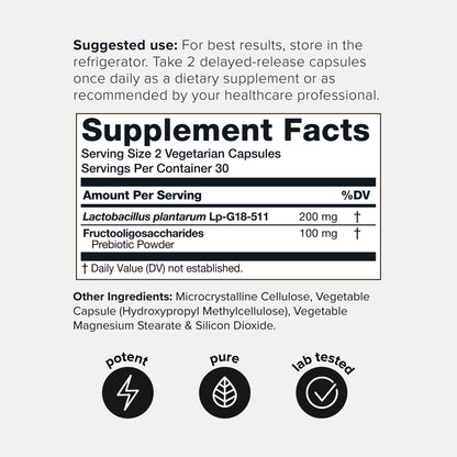 Lactobacillus Plantarum 100