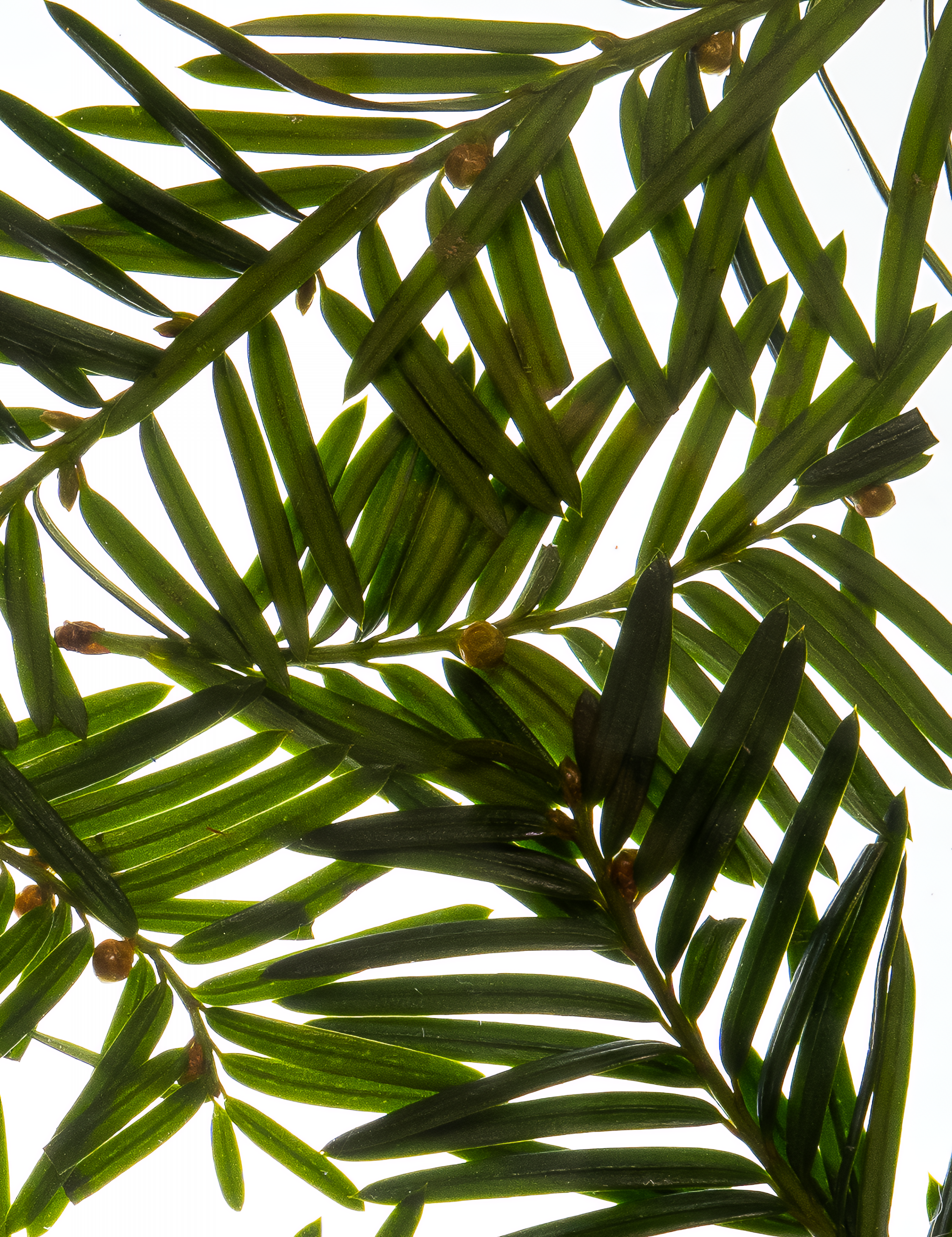 Noble Hamam Deo Body Spray