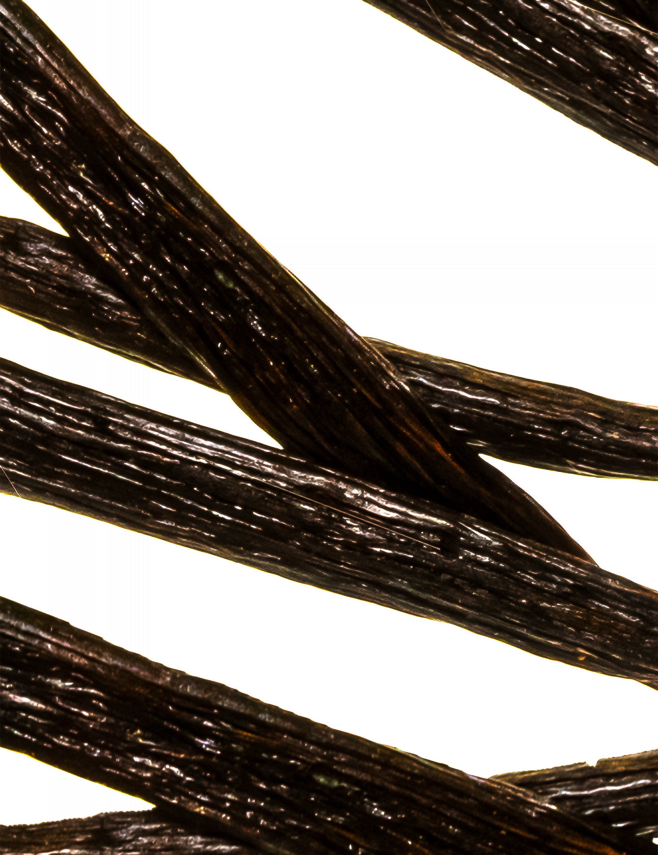 Sweet Cream & Vanilla Fragrance