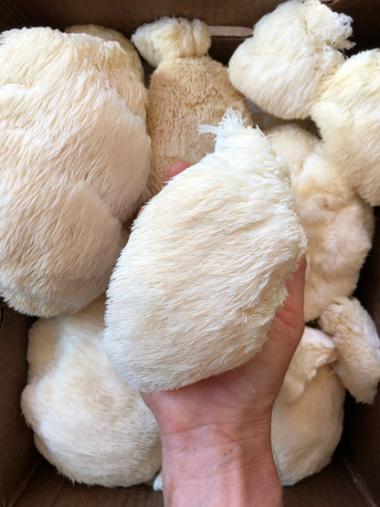 Lion's Mane Tincture by Heartsong Herbs