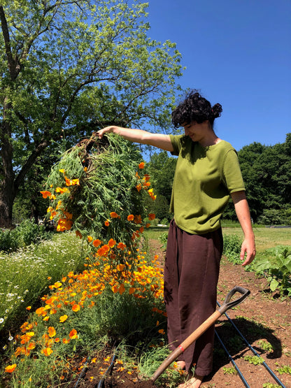 California Poppy Tincture