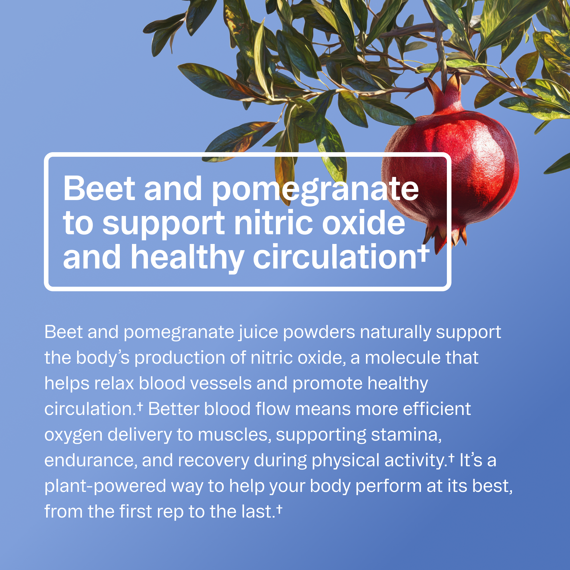 Organic Pre-Workout Powder