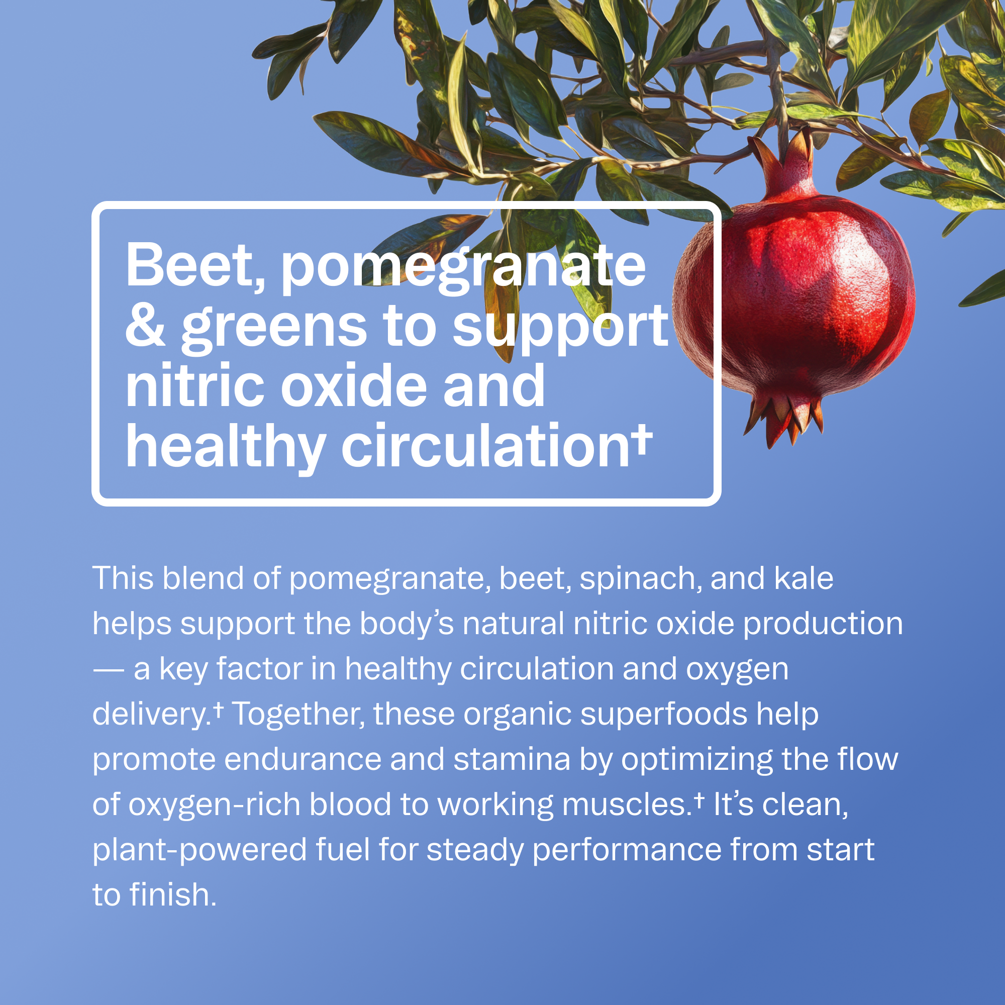 Performance Pre-workout