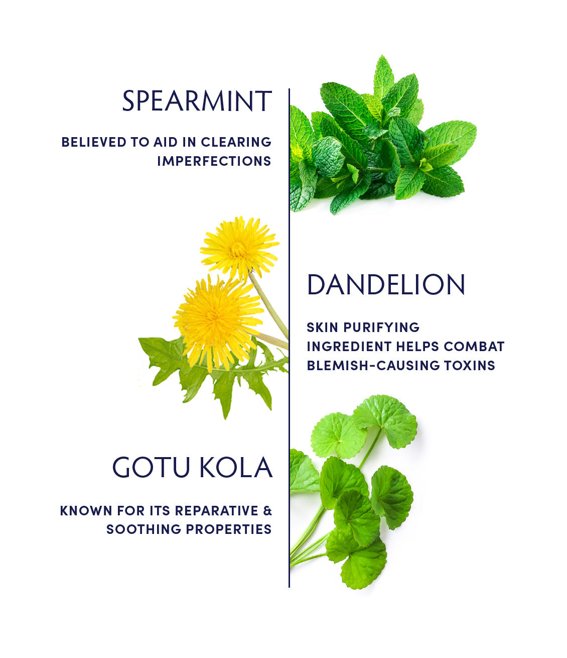 Spearmint & Gotu Kola Clarifying Tea by Naturopathica