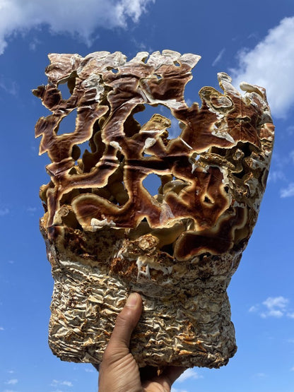 Ahara Mushrooms Reishi Capsules by Farm2Me