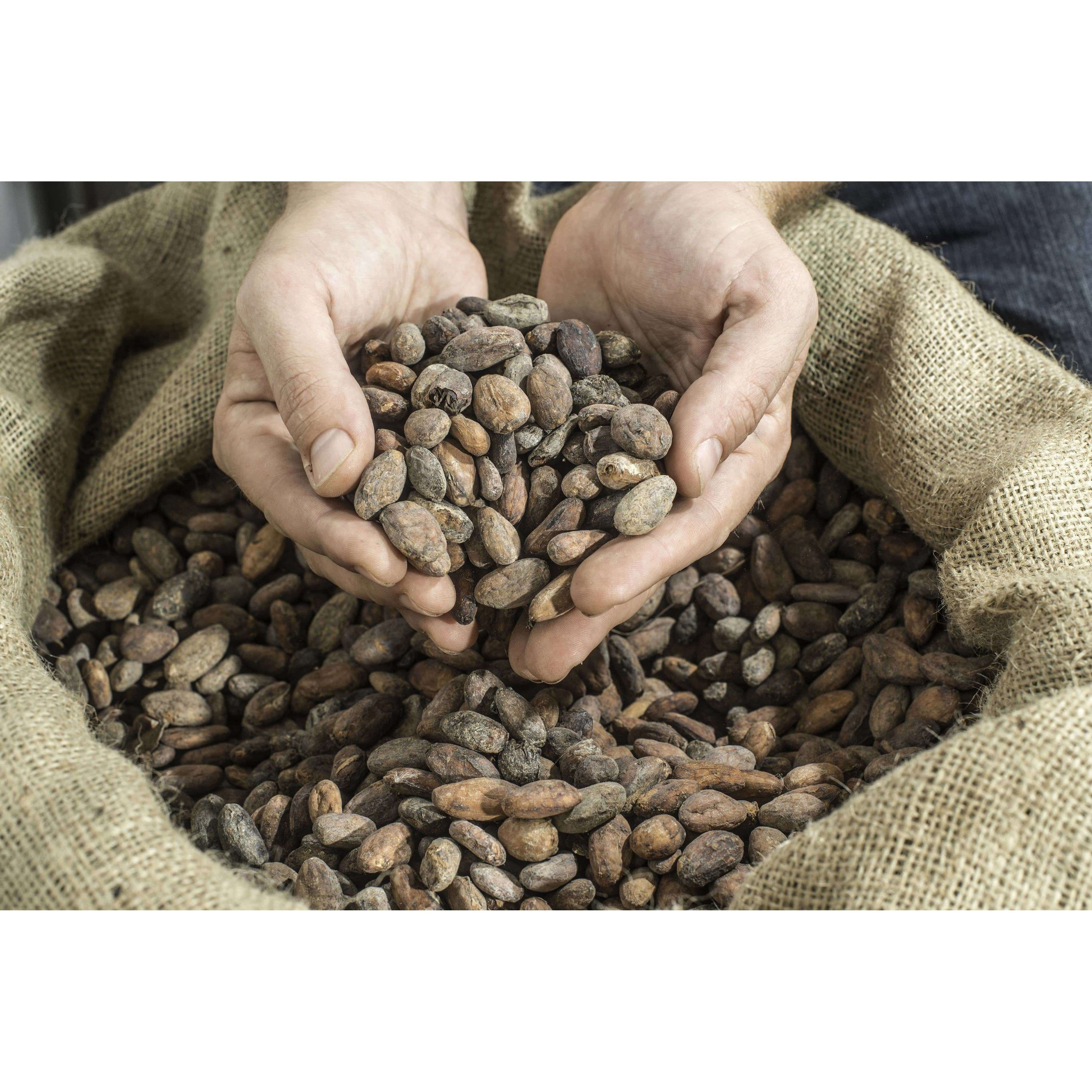Wholesale of 10 - Wild Cocoa Powder - Organic, Single-Origin, Small farms