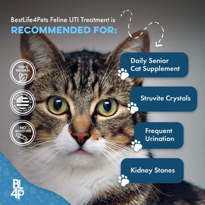 Natural Cat UTI & Kidney Remedy - Reduces Infections and Supports Optimal Bladder Function by BestLife4Pets