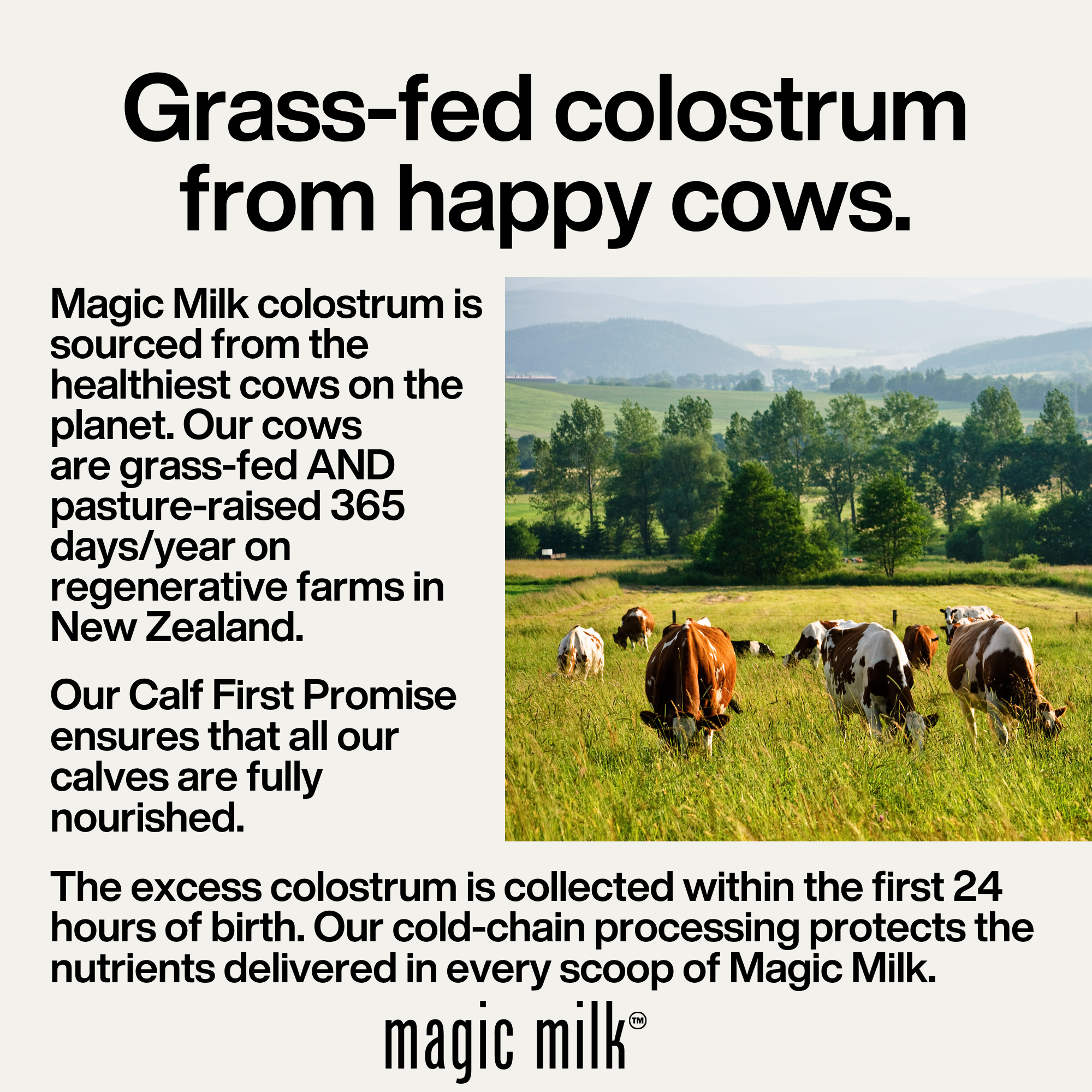 magic milk - colostrum, grass-fed from New Zealand, chocolate milk flavor
