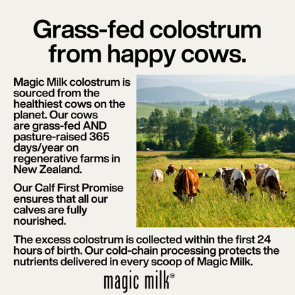 magic milk - colostrum, grass-fed from New Zealand, chocolate milk flavor